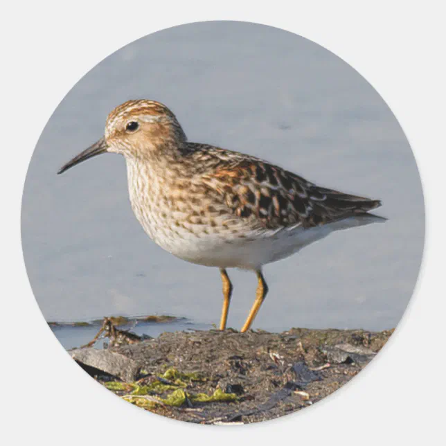 Least Sandpiper at Low Tide Classic Round Sticker