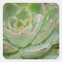 Succulents Square Sticker