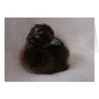 One Day Old Duckling