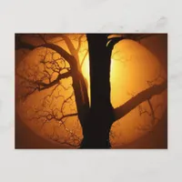 Autumn Moon Shining Through the Tree Postcard