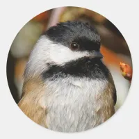 Cute Black-Capped Chickadee in the Tree Classic Round Sticker