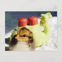 Chick and Camel Postcard