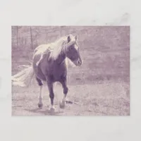 Pinto Pony Postcard