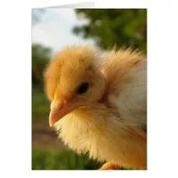 Turkin Chick