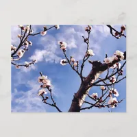 Spring Sky Blossoms Postcard