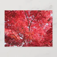 Bright Red Japanese Maple Tree Postcard