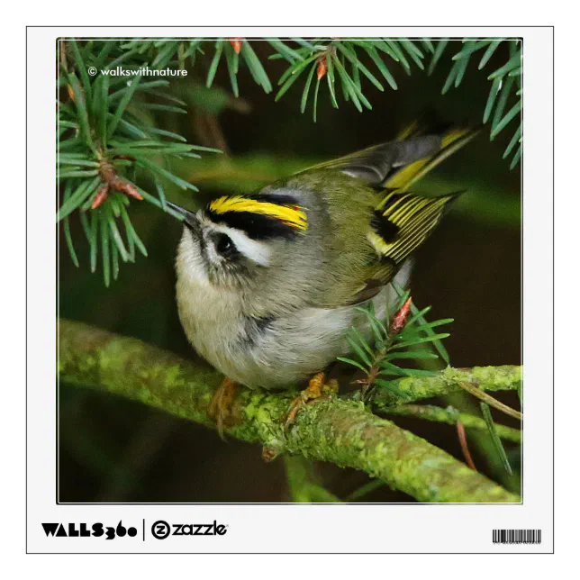 Cute Kinglet Songbird Causes Stir in the Fir Wall Sticker