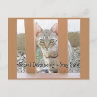 Postcard - Social Distancing Striped Cat