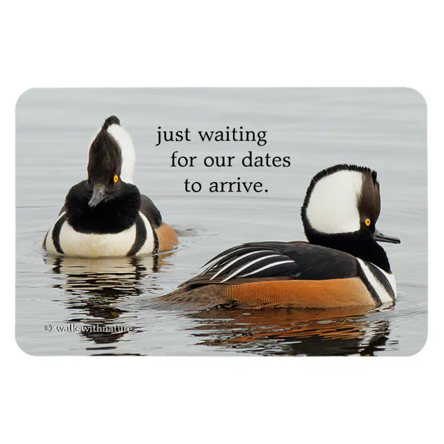 Singers in the Making: Hooded Mergansers Magnet