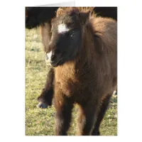 Mini Horse Foal