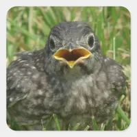 Baby Bluebird Square Sticker