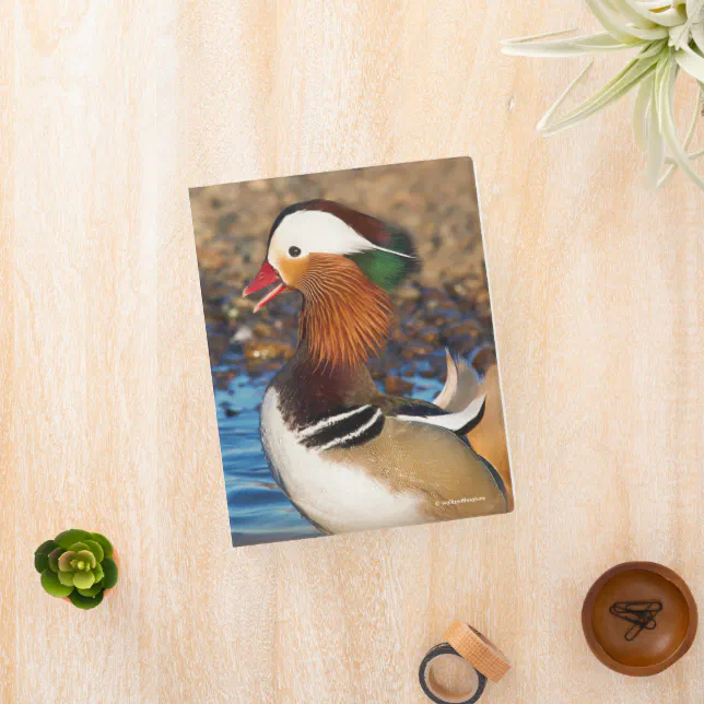 Beautiful Chatty Mandarin Duck at the Pond Mini Binder