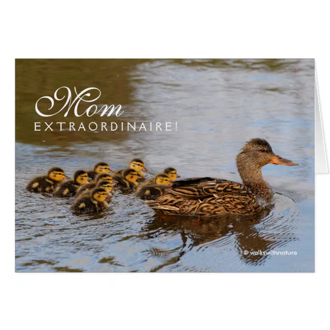 Mom Extraordinaire: One Prolific Mallard Hen