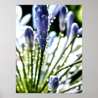 Agapanthus Drops Poster