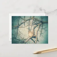 A beautiful Dove Postcard