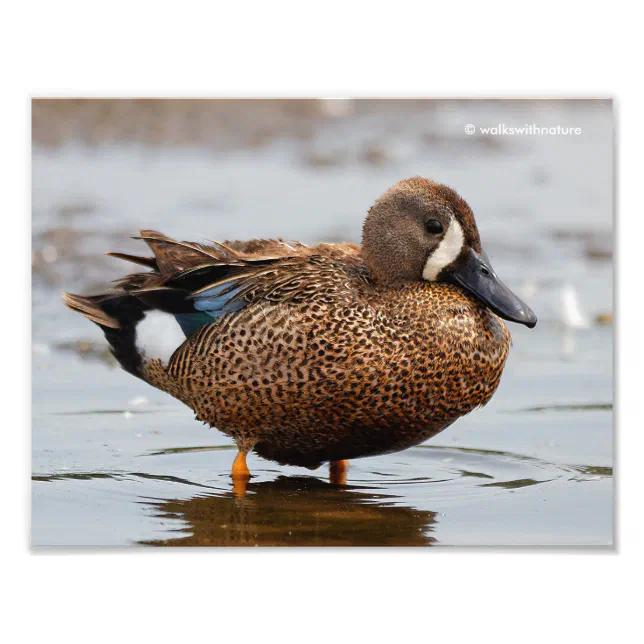 Portrait of a Blue-Winged Teal Photo Print