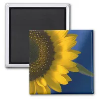 Sunflower on Blue Magnet