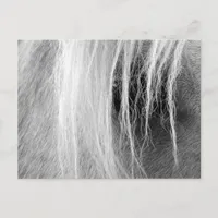 Palomino in Black and White Postcard