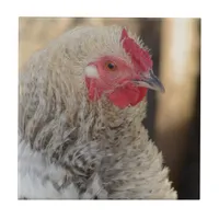 Frizzle Rooster Ceramic Tile