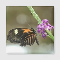 Butterfly Close-up on Verbena Flower Magnet