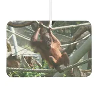 Baby Orangutan - Hang in there Air Freshener