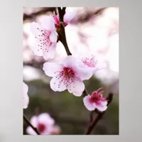 Spring Blossoms Poster