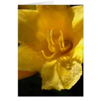Yellow Daylily