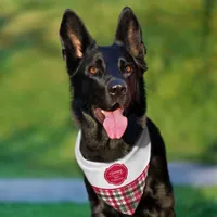 Tartan pattern and red badge customizable pet bandana collar