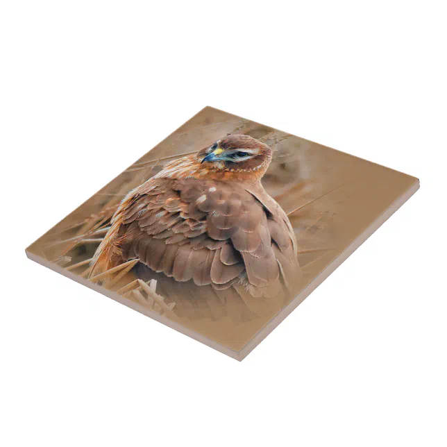 Beautiful Female Northern Harrier in the Marsh Ceramic Tile