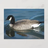 Canada Goose Postcard