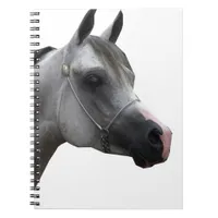 Arabian Notebook