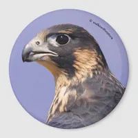 Profile of a Juvenile Peregrine Falcon Magnet