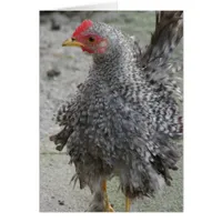 Barred Frizzle