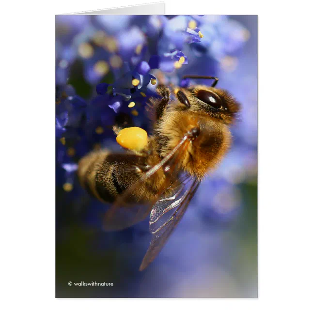 Beautiful Honeybee on the California Lilac