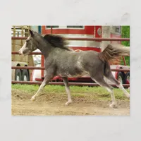 Mini Pinto Horse Gallops Postcard