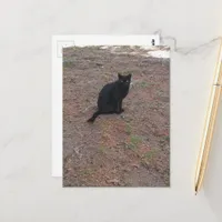 adorable stray black kitty postcard