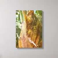 Corn Ear Almost Ready to Harvest Canvas Print