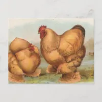 Buff Cochins Postcard