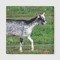 Amish Goat Magnet