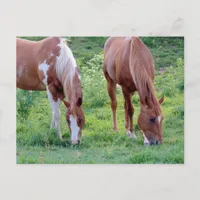Grazing Horses Postcard