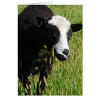 Pandi