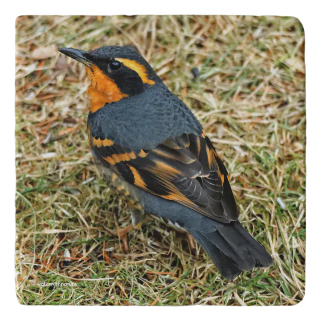 Bird's Eye View of a Varied Thrush Songbird Trivet