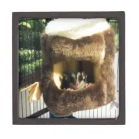 Sugar Glider in Furry Tree Truck Hanging Bed Gift Box