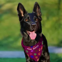 Custom Pet's Name Colorful Paw Prints Purple BG Pet Bandana Collar