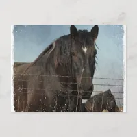 Draft Horses in a pasture Postcard