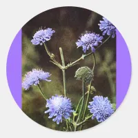 Wildflower: Field Scabious Classic Round Sticker