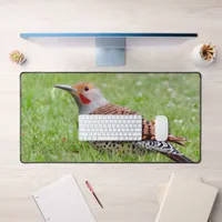 Stunning Northern Flicker Foraging in the Grass Desk Mat