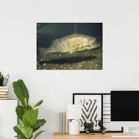 Walleye in Tank Print