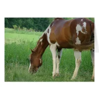 Sorrel Tobiano Paint Mare