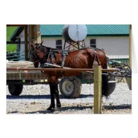 Waiting Amish Horse